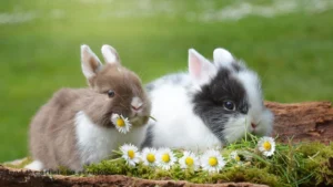 Read more about the article 100+ Beautiful Bunny Quotes That Are Too Cute to Handle💕
