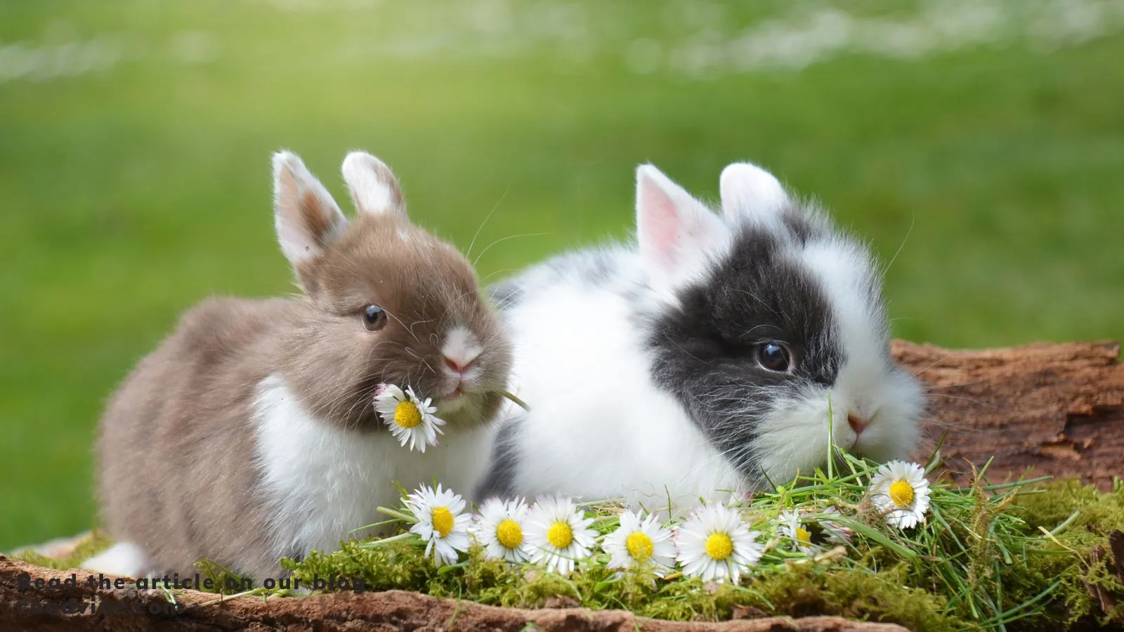 You are currently viewing 100+ Beautiful Bunny Quotes That Are Too Cute to Handle💕